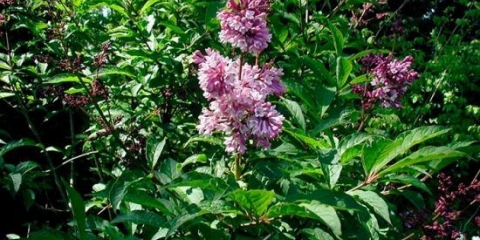 Mađarski jorgovan: opis sorti, fotografije, recenzije